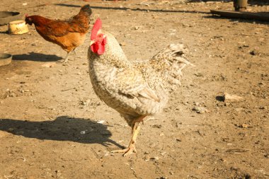 Kümes hayvanları bahçede güneşli iç horoz