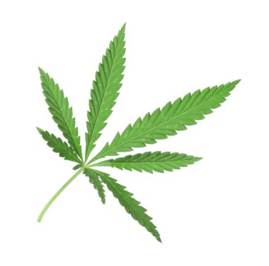 Beyaz kenevir yaprağı 