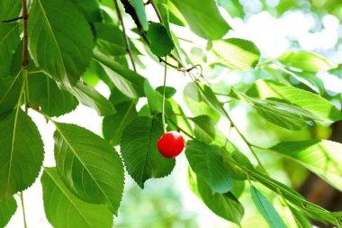 Kiraz berry ile şube