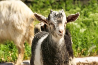 Köyde sevimli komik çocuk