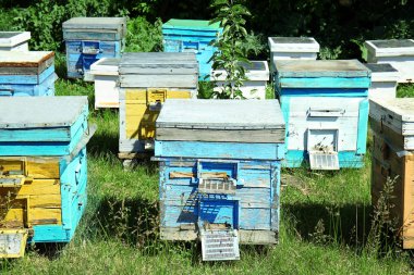 Arı kovanı yeşil çimenlerin üzerine monte