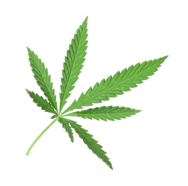 Лист конопли на белом
 