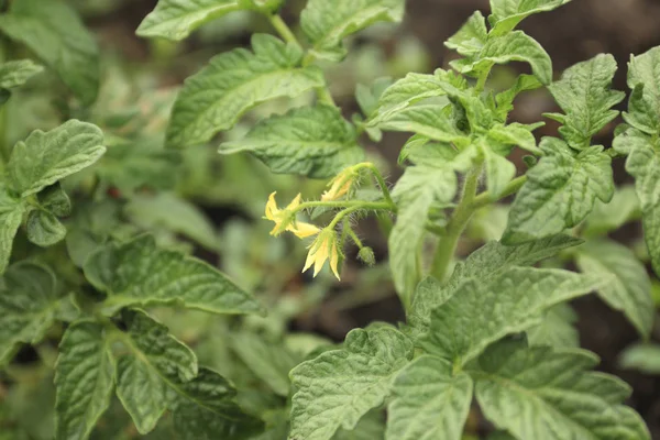 花园里的年轻番茄开花 — 图库照片