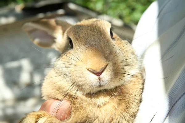 Hombre sosteniendo adorable conejo doméstico al aire libre, primer plano — Foto de Stock