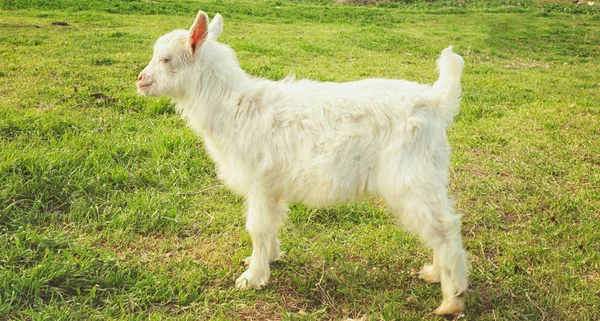 Cute little goat — Stock Photo, Image