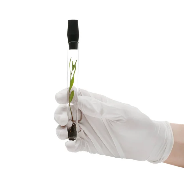 Mão segurando tubo de ensaio com planta — Fotografia de Stock