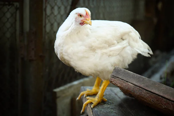 Pollo doméstico en la granja —  Fotos de Stock