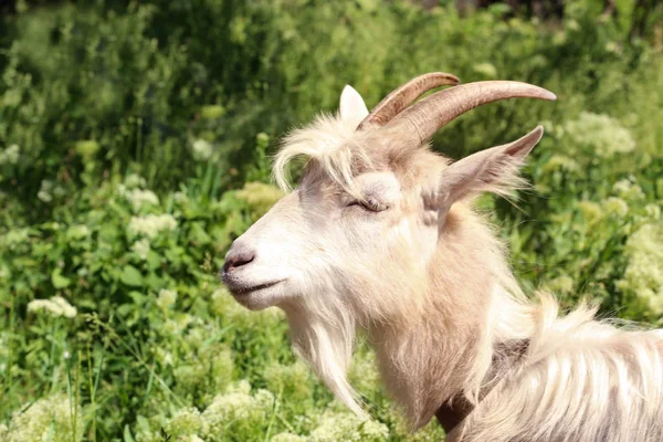 Cute goat grazing on farm — Stock Photo, Image