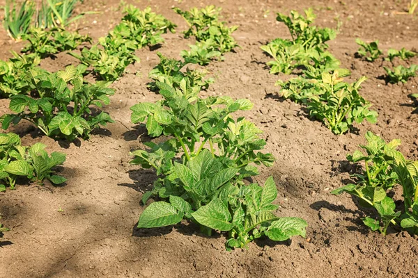 Yeşil patates çalılar ile yataklar