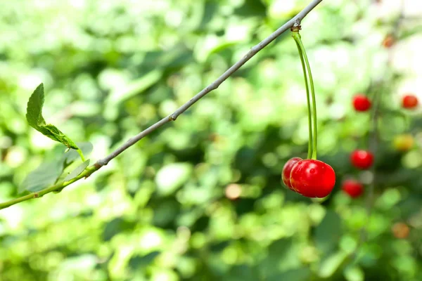 Zweig mit Kirschbeeren — Stockfoto