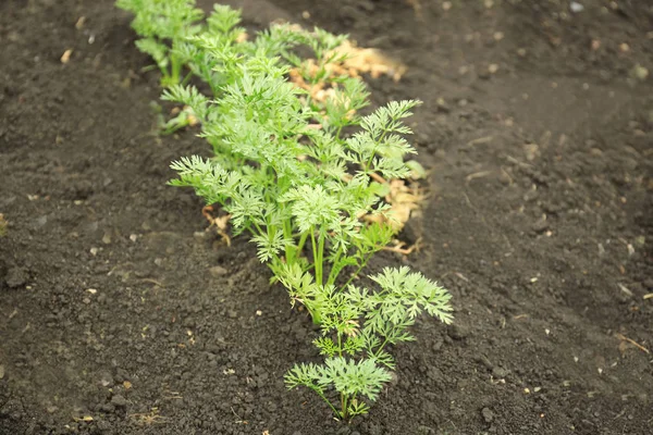 Young carrot growing in garden — Stock Photo, Image