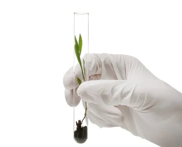 Mão segurando tubo de ensaio com planta — Fotografia de Stock