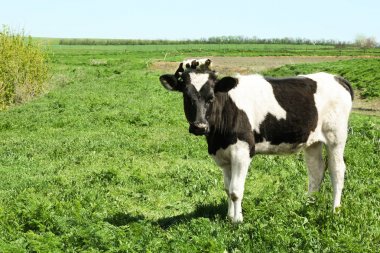 Sevimli inek çimenlerin üzerinde