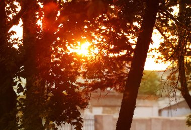 Güneş Ağaç Dalları Arasında Parlıyor