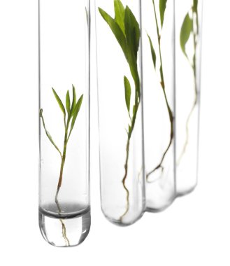 Plants in test tubes 