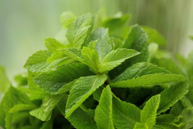 Taze yeşil nane 