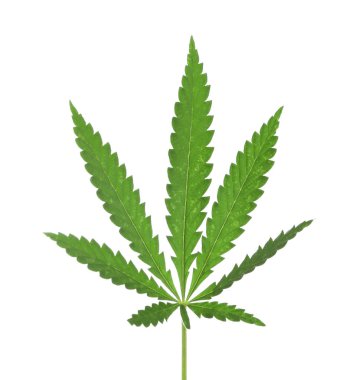 Beyaz kenevir yaprağı 