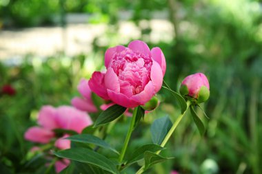 güzel Şakayık çiçekleri  