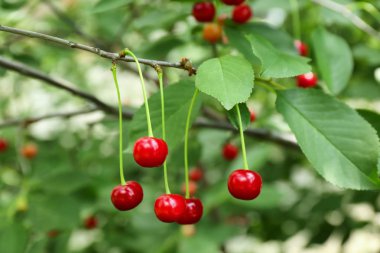 Şube kiraz çilek ile 