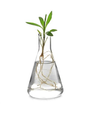 Şişesi üzerinde beyaz bitki kökleri