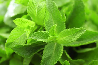 Taze yeşil nane 