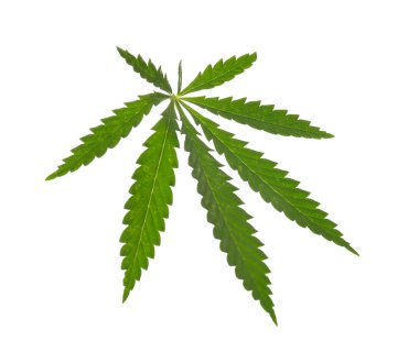 Beyaz kenevir yaprağı 