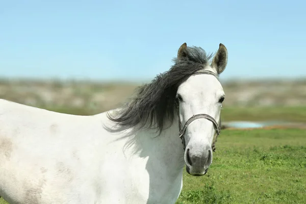 Коня пасує на зеленій траві — стокове фото