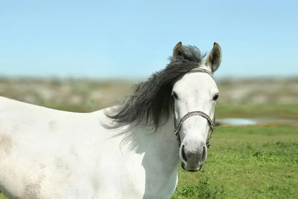 Pasto de cavalo na grama verde — Fotografia de Stock