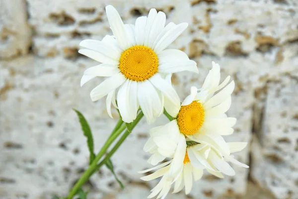 Beautiful chamomile flowers — Zdjęcie stockowe