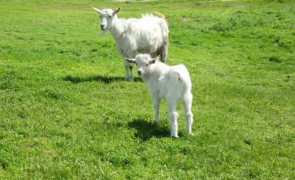 Ładny kozy na zielony łąka — Zdjęcie stockowe