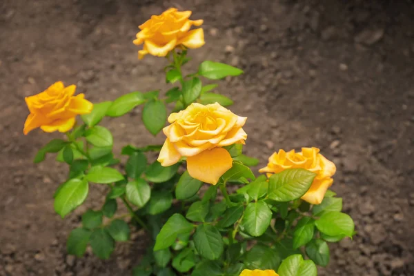 Bush with beautiful roses in garden — Stock Photo, Image