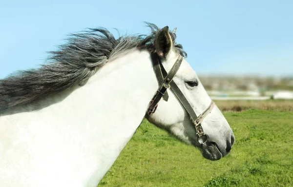 Pasto de cavalo na grama verde — Fotografia de Stock