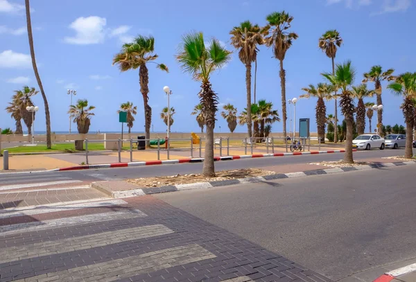 Yol güzel şehirde palmiye ağaçları ile
