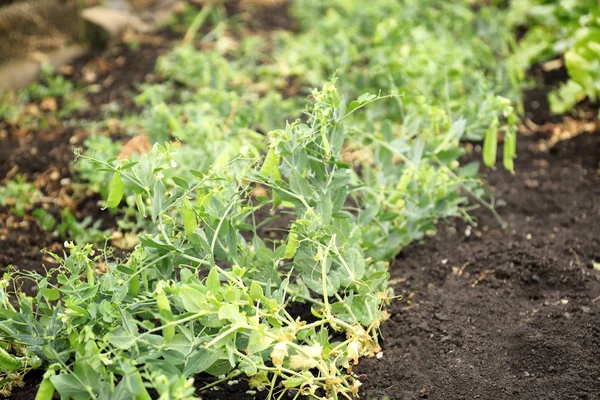 Groene erwt planten die groeien in tuin — Stockfoto