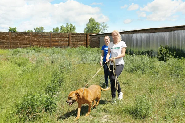 Female volunteer walking dog on the territory of animal shelter