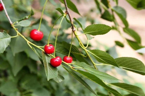 Branch with cherry berries — Stock Photo, Image