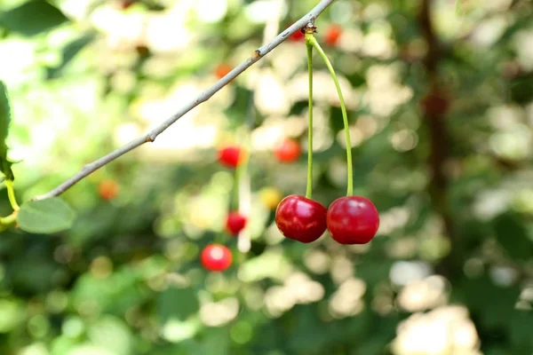 Гілка з вишневими ягодами — стокове фото