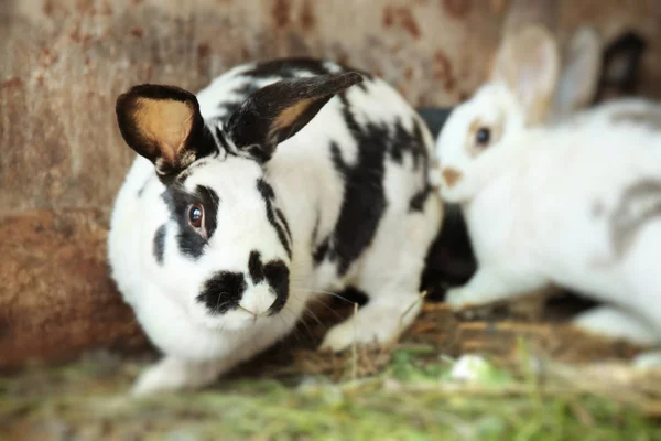 Adorável coelhos domésticos em hutch — Fotografia de Stock