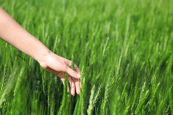 緑の小麦に触れる手 — ストック写真