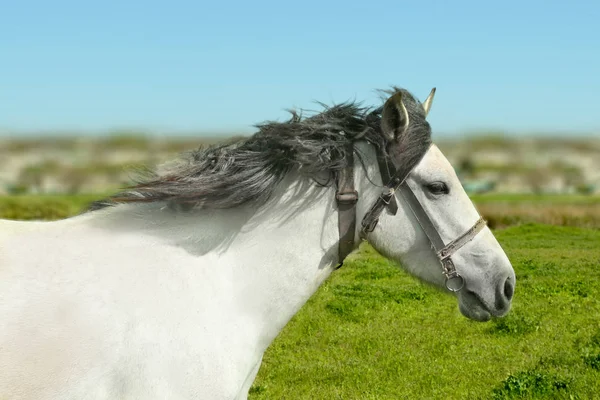 Pasto de cavalo na grama verde — Fotografia de Stock