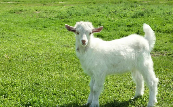 Симпатичная маленькая коза — стоковое фото