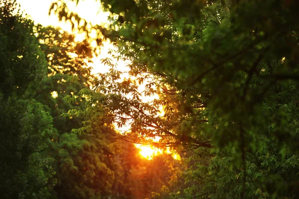 Slunce svítí skrz větve stromů — Stock fotografie