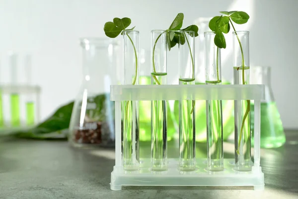 Test tubes with plants — Stock Photo, Image