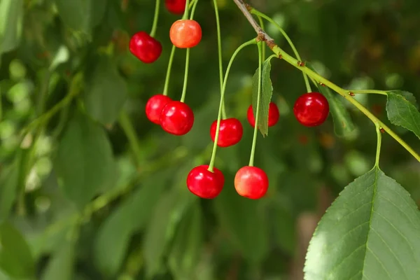 Tak met cherry bessen — Stockfoto