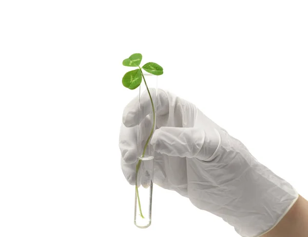 Hand holding test tube with plant — Stock Photo, Image