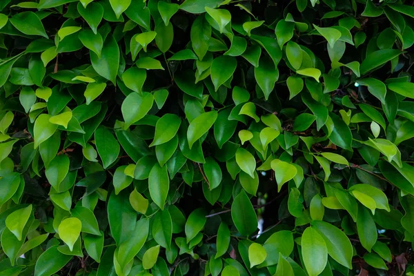 Grüne Blätter des Busches, Nahaufnahme — Stockfoto