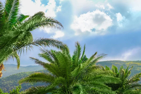 Tropikal yeşil palmiye ağaçları — Stok fotoğraf