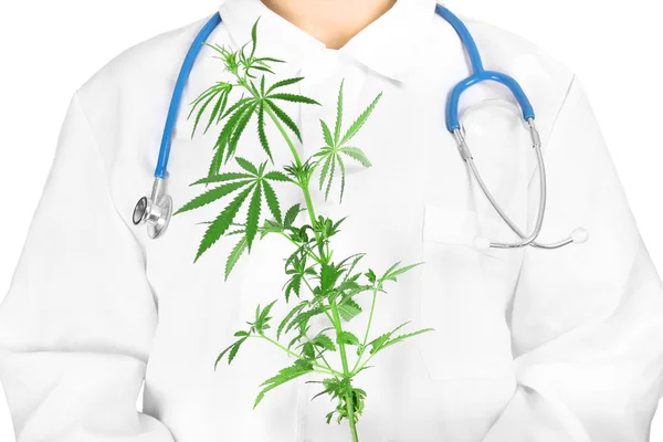 医生抱着大麻植物 — 图库照片