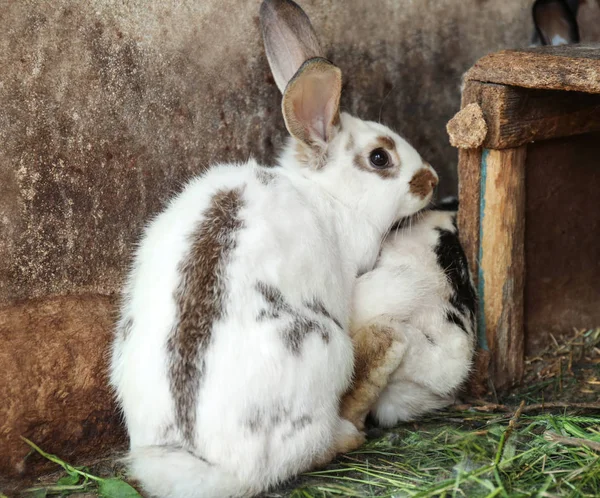 Rozkošný Domácí králíci v kotec — Stock fotografie