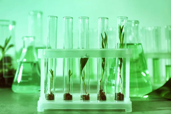 Test tubes with plants